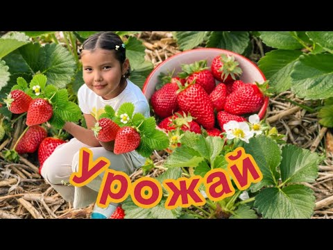 Видео: Клубника теруге барамыз 😍🍓🍓🍓