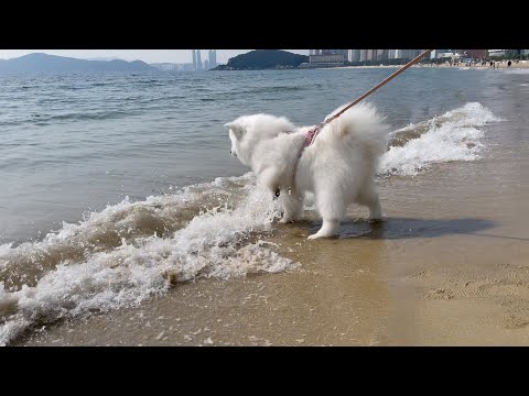 Видео: Моя собака привыкает к соленой воде в океане
