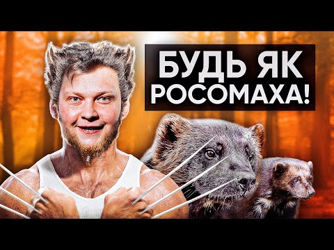 Видео: Росомаха: Тварина, Яку Бояться Всі!