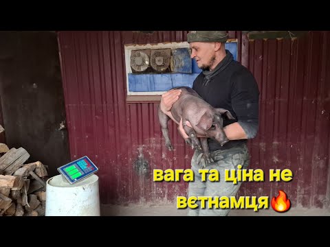 Видео: Космічна ціна,продам порося❌️Порода Шелудьківська дворова‼️Не Вєтнамці вага 50дн🔥