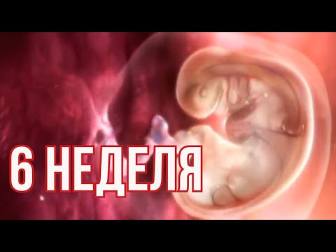 Видео: 6 Недель Беременности, Что Происходит ? . Развитие Эмбриона на Шестой Неделе.