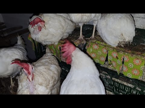 Видео: ПОЧЕМУ Я КУР НЕ ВЫПУСКАЮ В ОГОРОД?.🤔.СБОР ЯИЦ🥚