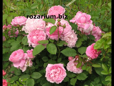 Видео: Обрезка роз остина питомник роз полины козловой, rozarium.biz Austin rose pruning, Mary rose variety