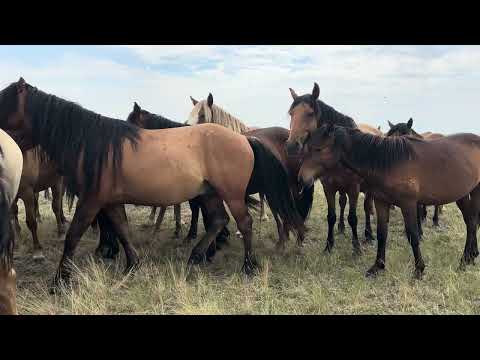 Видео: Жазғы көрініс #жылқы #жаз #кең #дала #айғыр #лошади #лето 