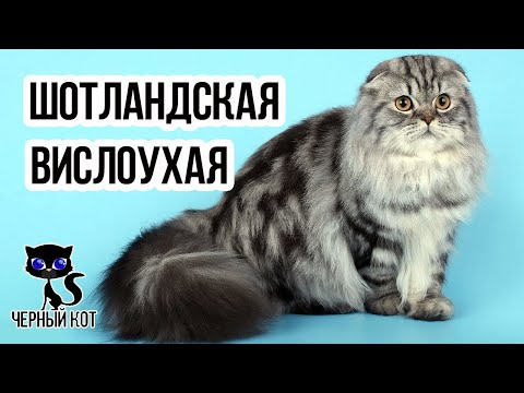 Видео: ✔ Шотландская вислоухая кошка: плюсы и минусы породы. О чём молчат заводчики?