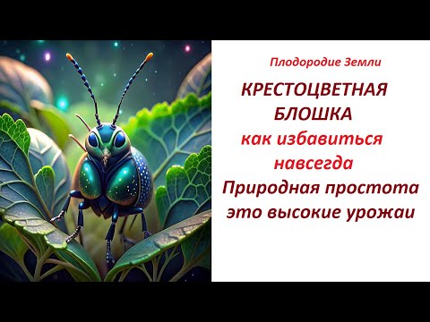 Видео: Природная истинная простота в грядках /крестоцветная блошка уйдет №494/24