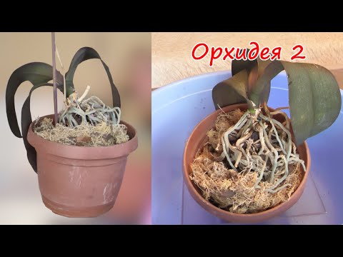 Видео: Гербарий 2. Восстановить орхидею будет СЛОЖНО. Листья тряпки.