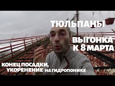 Видео: Выгонка тюльпанов к 8 марта. Завершение посадки, укоренение.