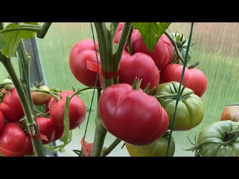 Видео: Дневник моих огородных дел. 16 августа 2025