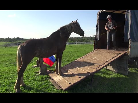 Видео: Учим лошадь грузиться в коневоз