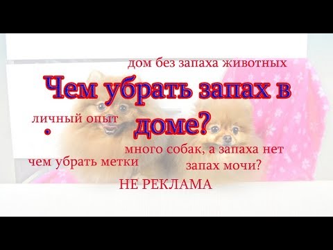 Видео: Как вывести запах мочи, чем убрать запах дома