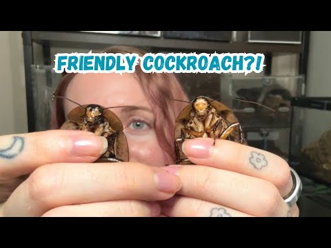 Видео: Лучшие тараканы, которых стоит содержать в качестве домашних животных! 🪳❤️
