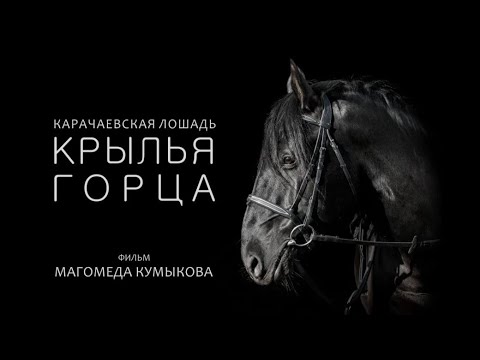 Видео: КРЫЛЬЯ ГОРЦА. Карачаевская лошадь.