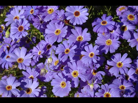 Видео: БРАХИКОМА- ОБЗОР ЦВЕТУЩЕГО РАСТЕНИЯ.2020