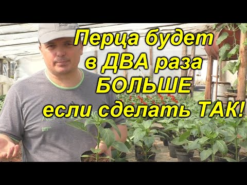 Видео: Перца будет БОЛЬШЕ в ДВА раза, если сделать так и сейчас! (проверено)