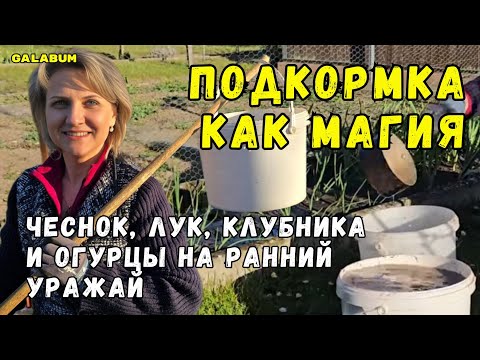 Видео: Как Правильно Подкормить Лук и Чеснок Весной для СУПЕР Урожая! / Дачные Хлопоты в Холодный День