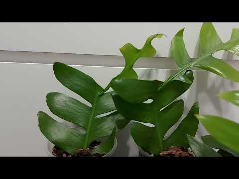 Видео: Марниера: уход и размножение