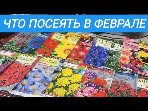 Видео: ПОРА СЕЯТЬ В ФЕВРАЛЕ, эти цветы шикарно ЦВЕТУТ ВСЕ ЛЕТО !!!