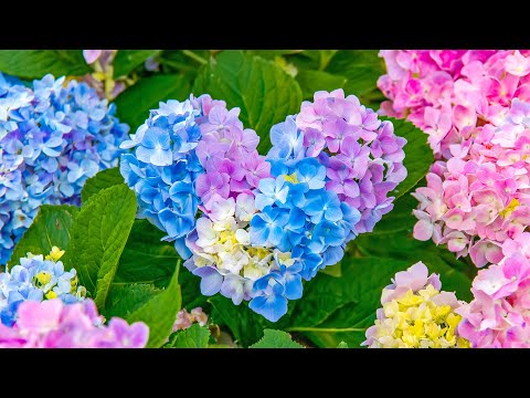 Видео: Самая красивая музыка в мире 🌿 Расслабляющая музыка, которая успокаивает нервную систему и рассеи...