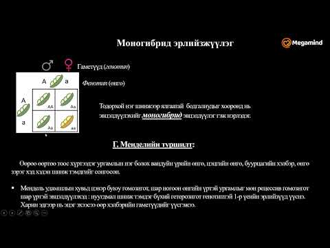Видео: Биологи №43 Генетик шинжилгээ III