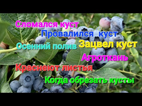 Видео: Голубика. Ответы на вопросы. Часть 2