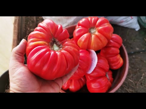 Видео: Ужас! УЖАС! всё ПЕРЕОПЫЛИЛОСЬ! СТРАШНЫЙ пересорт! Все помидоры на ПОМОЙКУ!