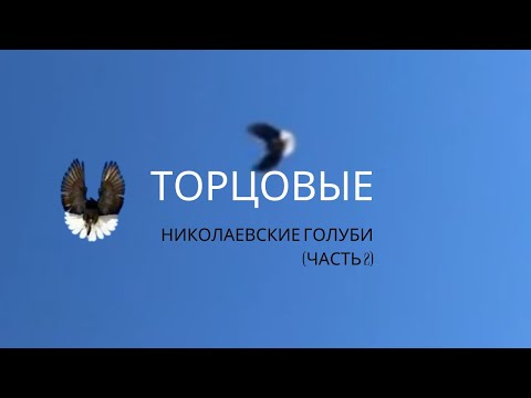 Видео: Торцовые николаевские голуби (часть 2)