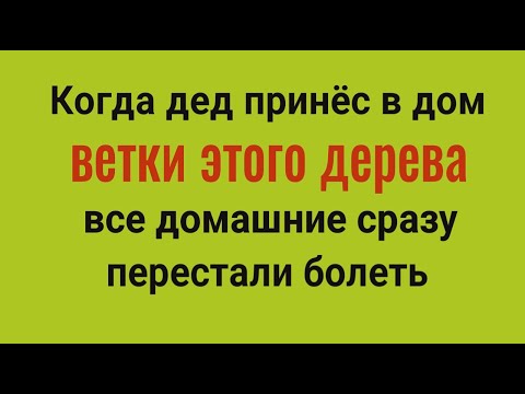 Видео: Из дома уйдёт порча, ругань и болезни! Принесите в дом ветки этого дерева