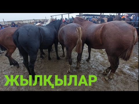 Видео: ЖЫЛҚЫЛАР ШЫМКЕНТ ҚАЛАСЫ