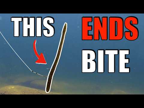 Видео: Вы многое упускаете, если ваш червь Неко не настроен таким образом