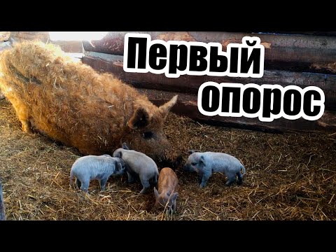 Видео: Долгожданное пополнение в хозяйстве. | Дневник ЛПХ