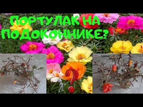 Видео: Портулак (PORTULACA) не огородный  в домашних условиях. Мой эксперимент начался в октябре