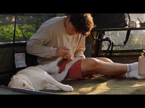 Видео: 🐕 Спокойный и уютный осенний кемпинг в лесу 🍂 | Моменты исцеления с моей собакой