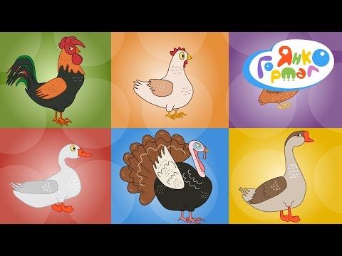 Видео: 🐓 Як кажуть птахи на фермі. Голоси свійських птахів для найменшеньких