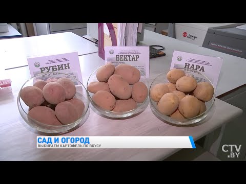 Видео: Самые вкусные сорта картофеля 2020! Их особенности