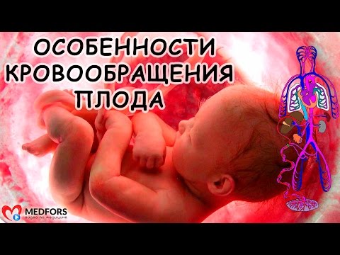 Видео: Особенности кровообращение плода.