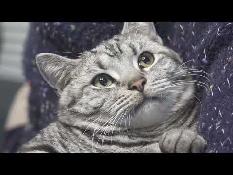 Видео: Расслабляющая музыка и звуки птиц, которые любят кошки 😽 Исцеляющая музыка в лесу, музыка для сн...