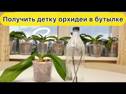 Видео: Размножение орхидеи в бутылке