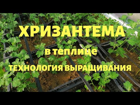 Видео: ХРИЗАНТЕМА на срез. Приводим её в порядок