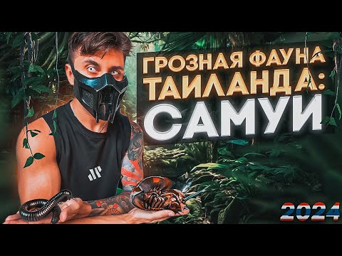 Видео: СТРАШНЫЕ ОБИТАТЕЛИ ТАИЛАНДА. ПАРОМ БАНГКОК САМУИ. САМОЕ УЖАСНОЕ БЛЮДО. МЕЧЕХВОСТ. ЖИЛЬЕ НА ДОЛГОСРОК