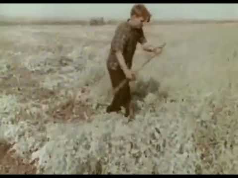 Видео: Фитиль выпуск -15 "Свиньи" (1963)