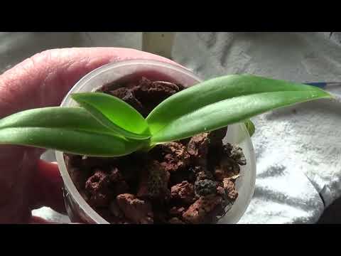 Видео: Наслаждаюсь наблюдением за тем, как быстро растут Фраги!!!