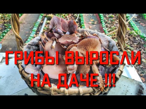 Видео: Собрали много грибов которые выросли прямо на даче