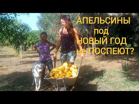 Видео: 116. ЖИЗНЬ СЕМЬИ на ХУТОРЕ. ОДИН ДЕНЬ в СЕНТЯБРЕ.