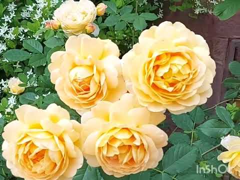 Видео: Сад 2022.Я приглашаю Вас ,на прогулку по моему саду ,с июня по сентябрь.#сад