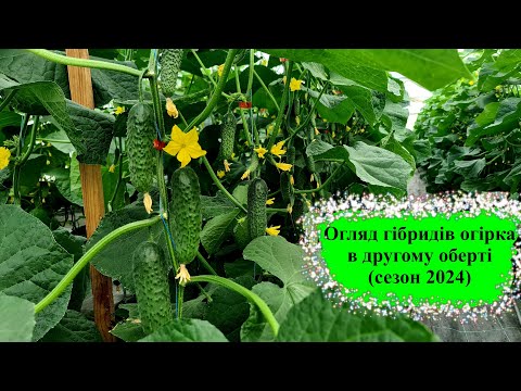Видео: Огляд гібридів огірка в другому оберті (Сезон 2024)