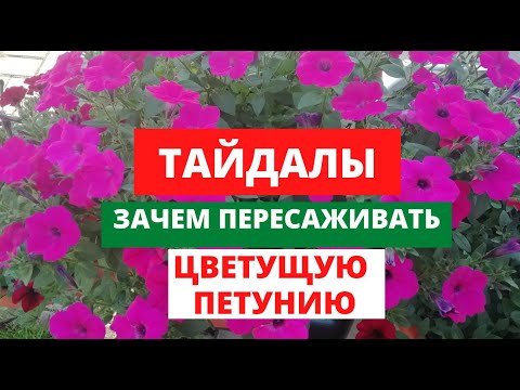 Видео: Пересадка  ЦВЕТУЩЕЙ ПЕТУНИИ почему ? ПЕТУНИИ сорта ТАЙДАЛЫ