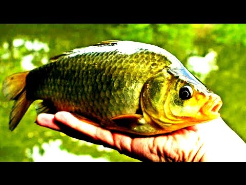 Видео: ОТКРЫЛИ СЕЗОН НА ОЗЕРЕ ПО ЛОВЛЕ ВКУСНЫХ СЛАДКИХ КАРАСЕЙ. РЫБАЛКА В  ЖИВОПИСНОМ МЕСТЕ АЛТАЙСКОГО КРАЯ