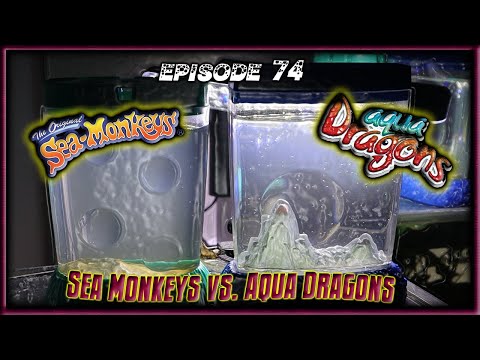 Видео: Морские обезьяны против водных драконов (дни 1–13)