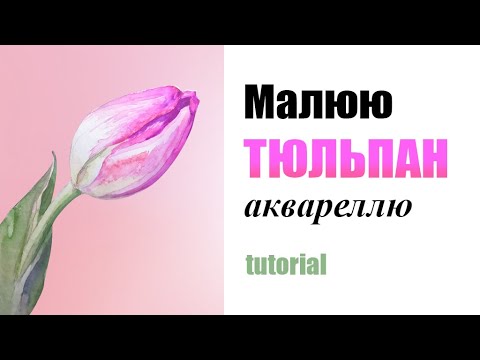 Видео: Як малювати тюльпан аквареллю?